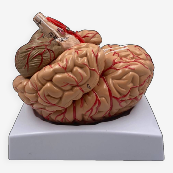 Modèle anatomique cerveau humain