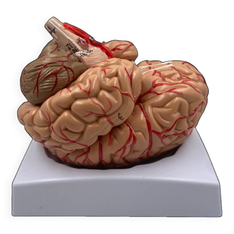 Human brain anatomical model