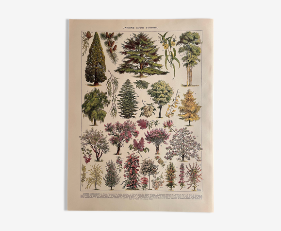 Lithograph engraving on the gardens of 1928 (ornamental trees)