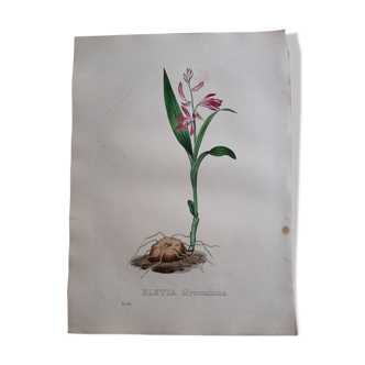 Bletia Hyacinthina botanical board, lithographed and coloured, Sertum Botanicum 1832