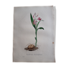 Bletia Hyacinthina botanical board, lithographed and coloured, Sertum Botanicum 1832