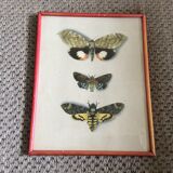 Butterfly engraving