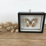 Butterfly naturalized under frame