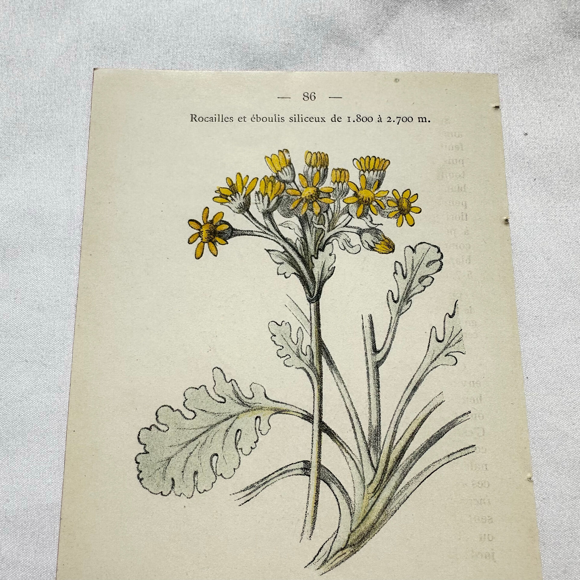 Old botanical engraving – 19th century – Hand-coloured plate