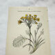 Old botanical engraving – 19th century – Hand-coloured plate