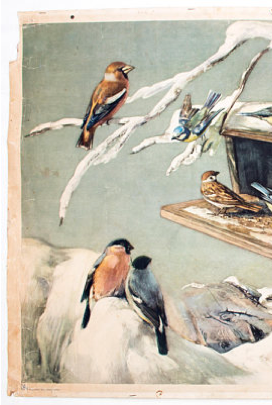 Birds in Winter, Educational Grid, F. Zerritsch, 1954