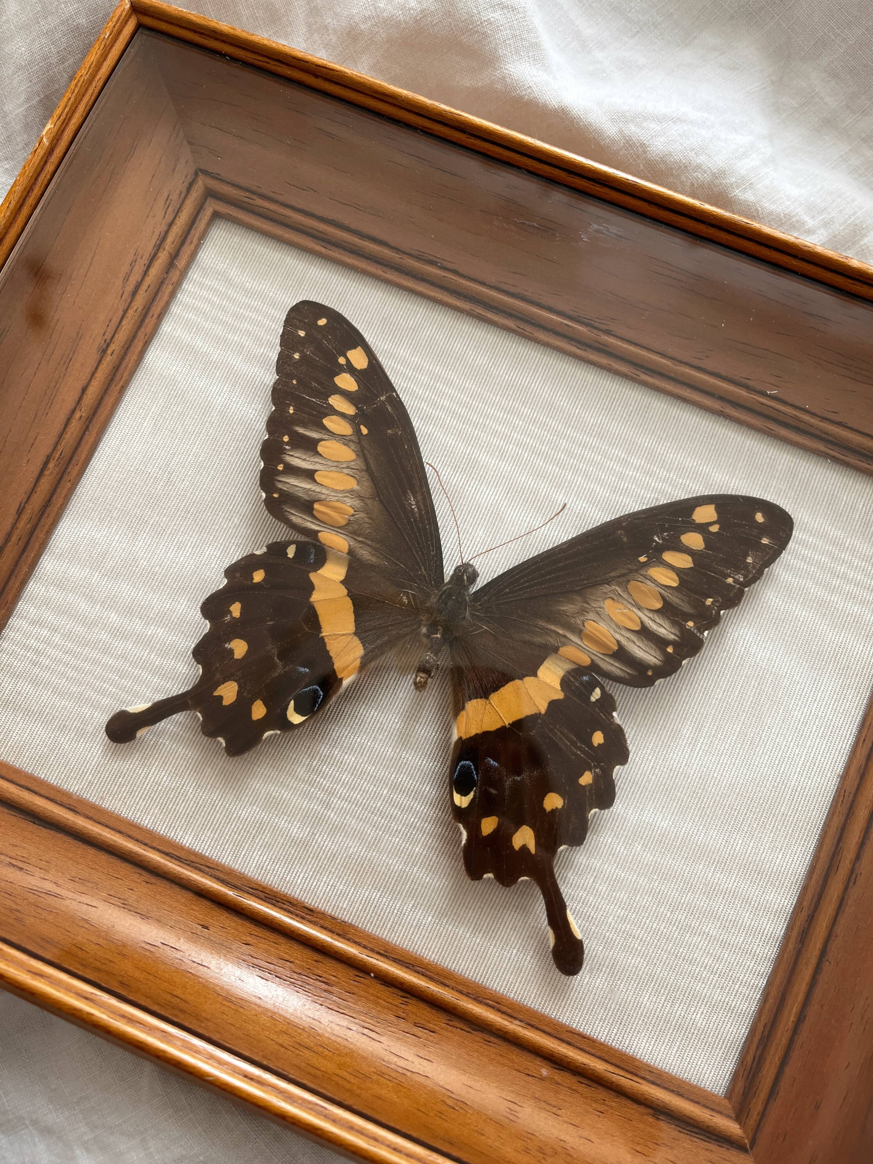 Vintage naturalized butterfly frame cabinet of curiosities