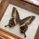 Vintage naturalized butterfly frame cabinet of curiosities