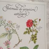 Affiche botanique tisane