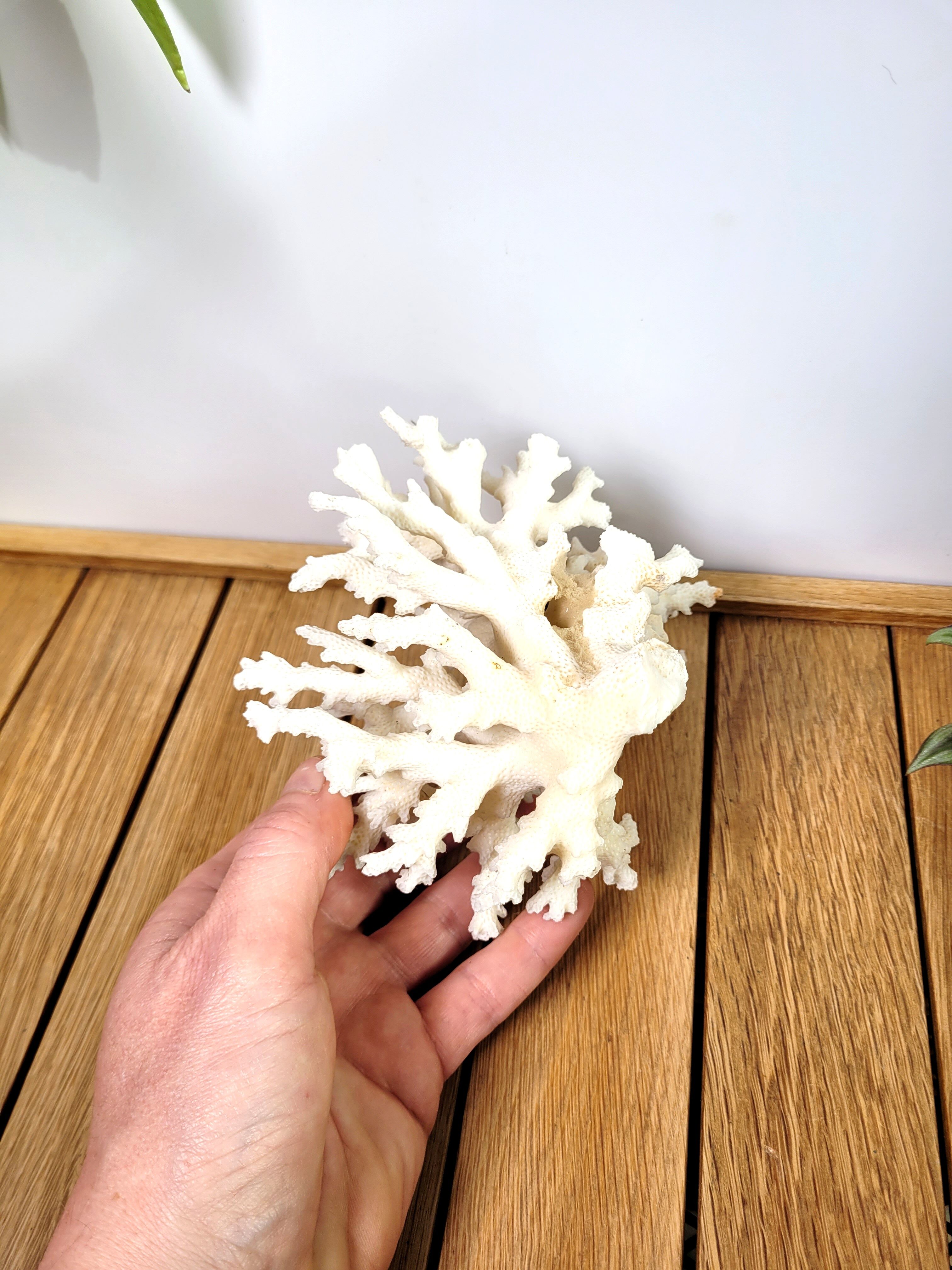 White coral 14cm