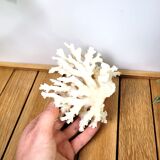 White coral 14cm