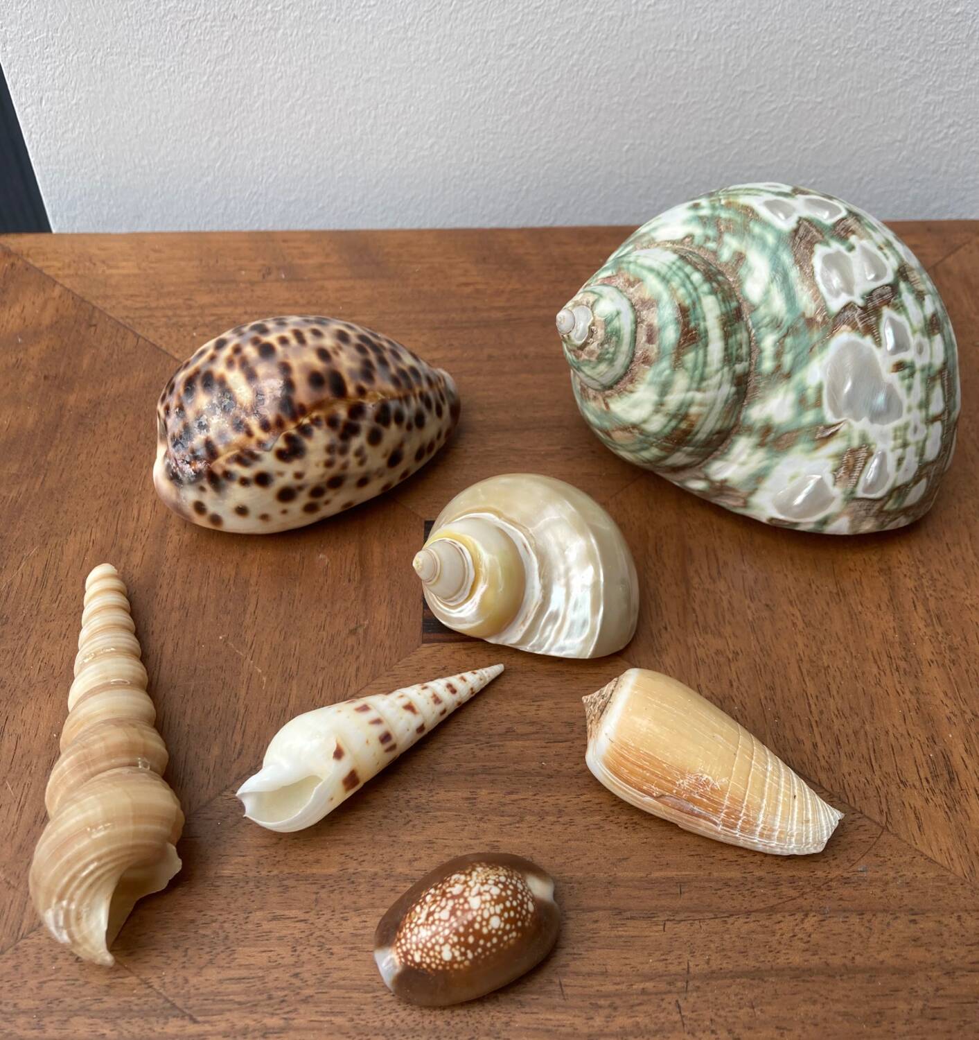 80s Seashell Set