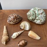 80s Seashell Set