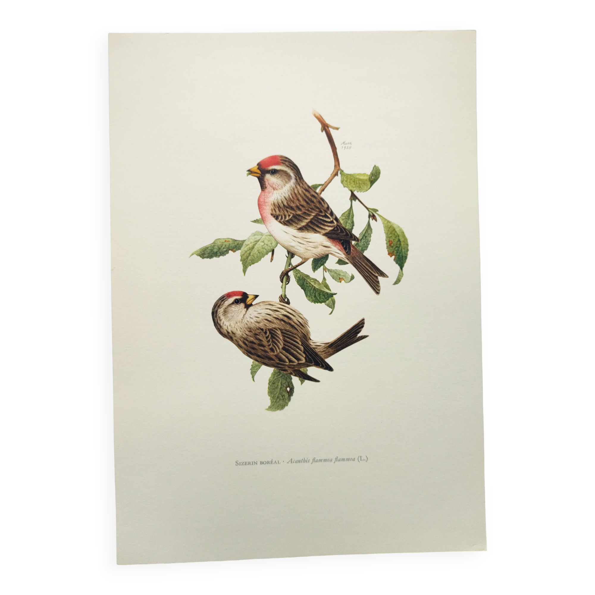 Old vintage bird board from the 60s Sizerin Boréal Ornithological illustration
