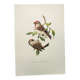 Old vintage bird board from the 60s Sizerin Boréal Ornithological illustration