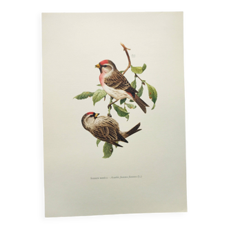 Old vintage bird board from the 60s Sizerin Boréal Ornithological illustration
