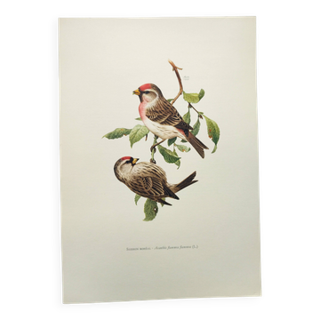 Old vintage bird board from the 60s Sizerin Boréal Ornithological illustration