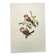 Old vintage bird board from the 60s Sizerin Boréal Ornithological illustration