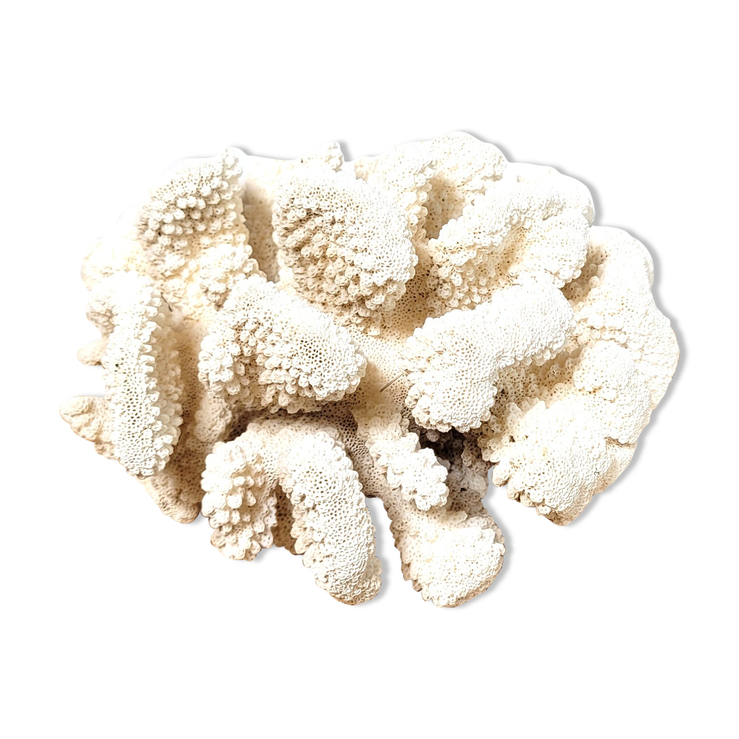 Large white coral cauliflower 18x15cm