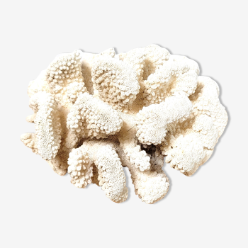 Corail blanc chou-fleur 18x15cm