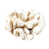 Large white coral cauliflower 18x15cm
