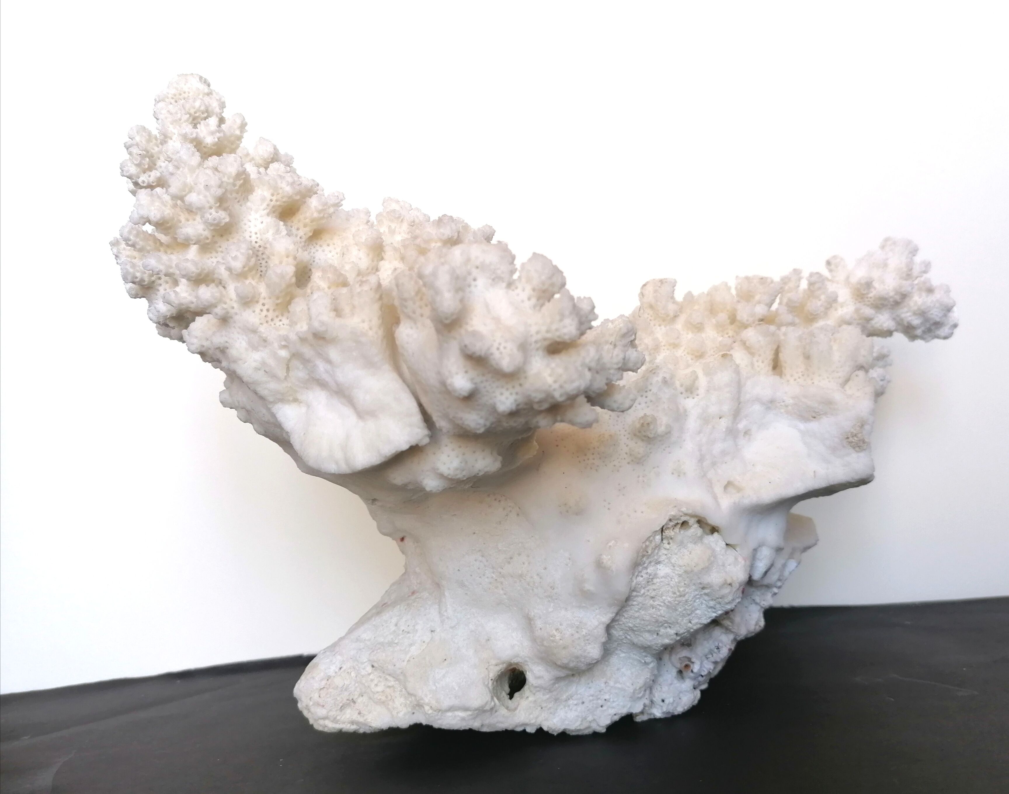 Ancient coral XL