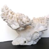 Ancient coral XL
