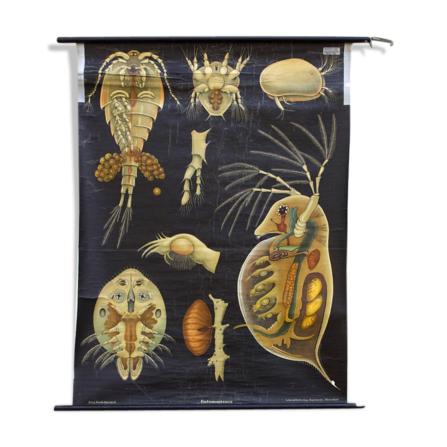 Poster wall of the Jung-Koch-Quentell School "Entomostracat" 1959