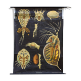 Poster wall of the Jung-Koch-Quentell School "Entomostracat" 1959