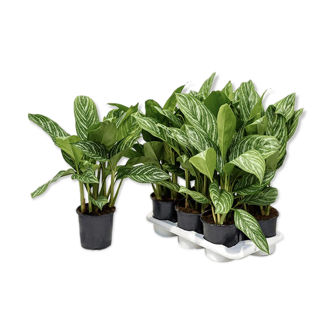 PRODUIT CORNER BHV : Aglaonema stripes