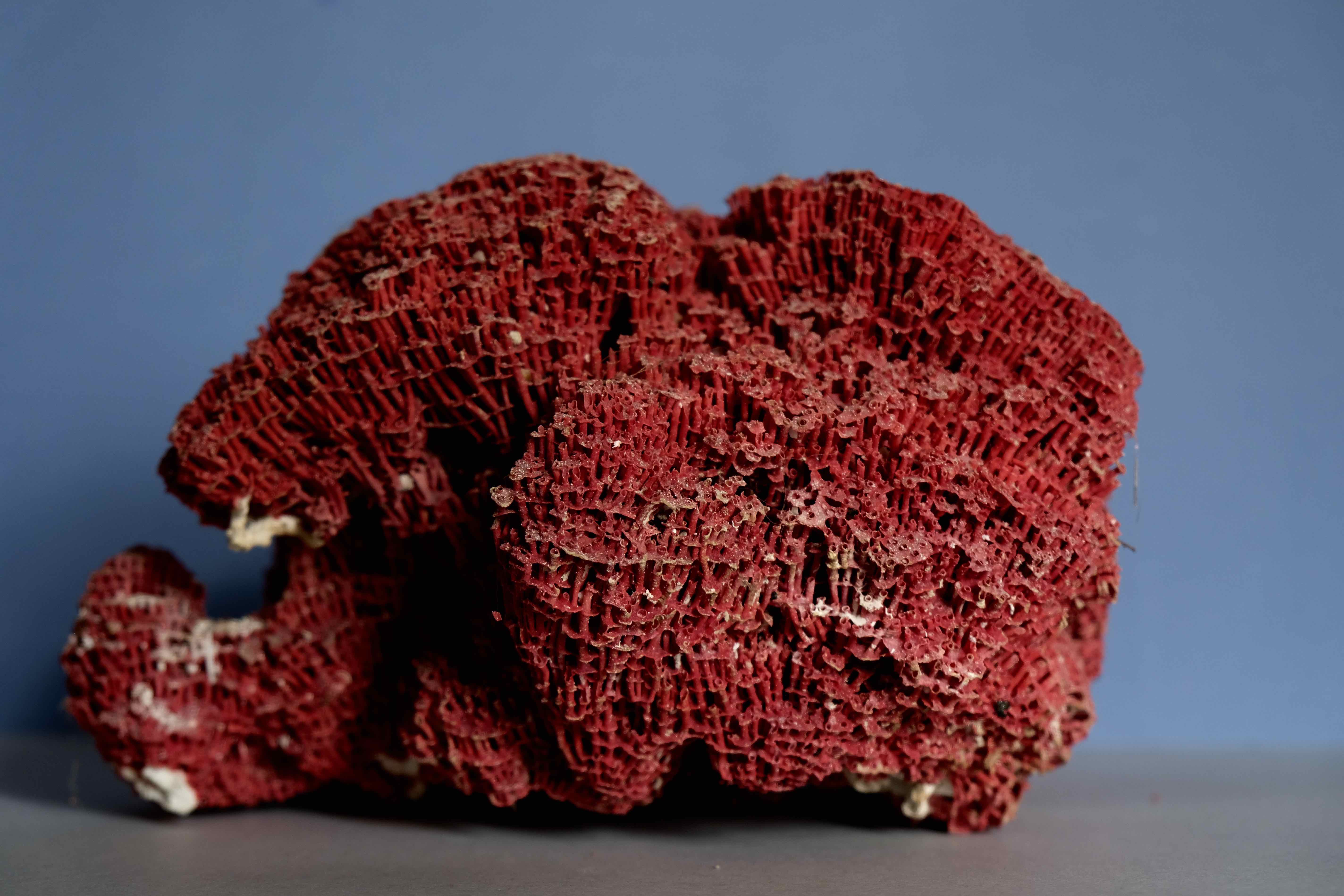 Massive coral Tubipora Musica color red, old