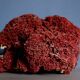 Massive coral Tubipora Musica color red, old