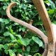 Baumann wooden parrot coat rack