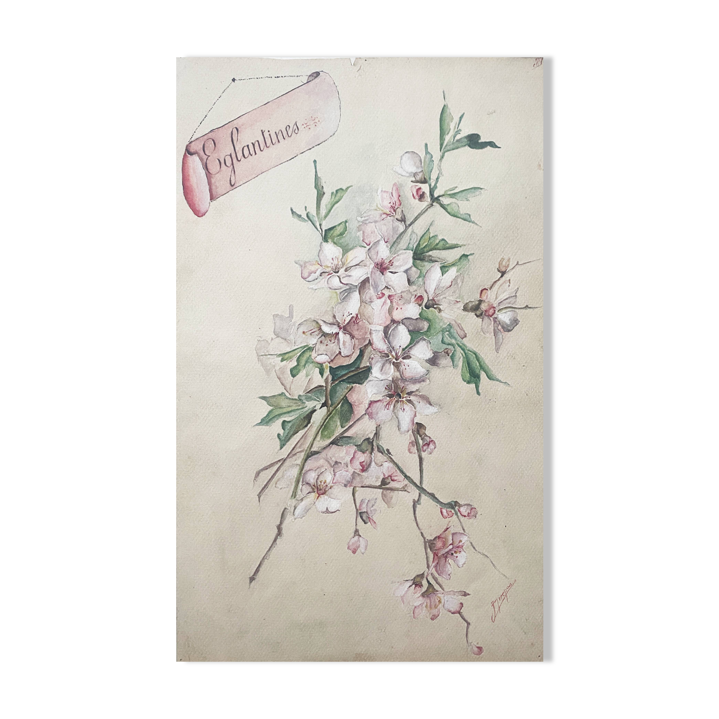 Watercolor painting "Bouquet of Eglantines" signed around 1900 on Vidalon paper
