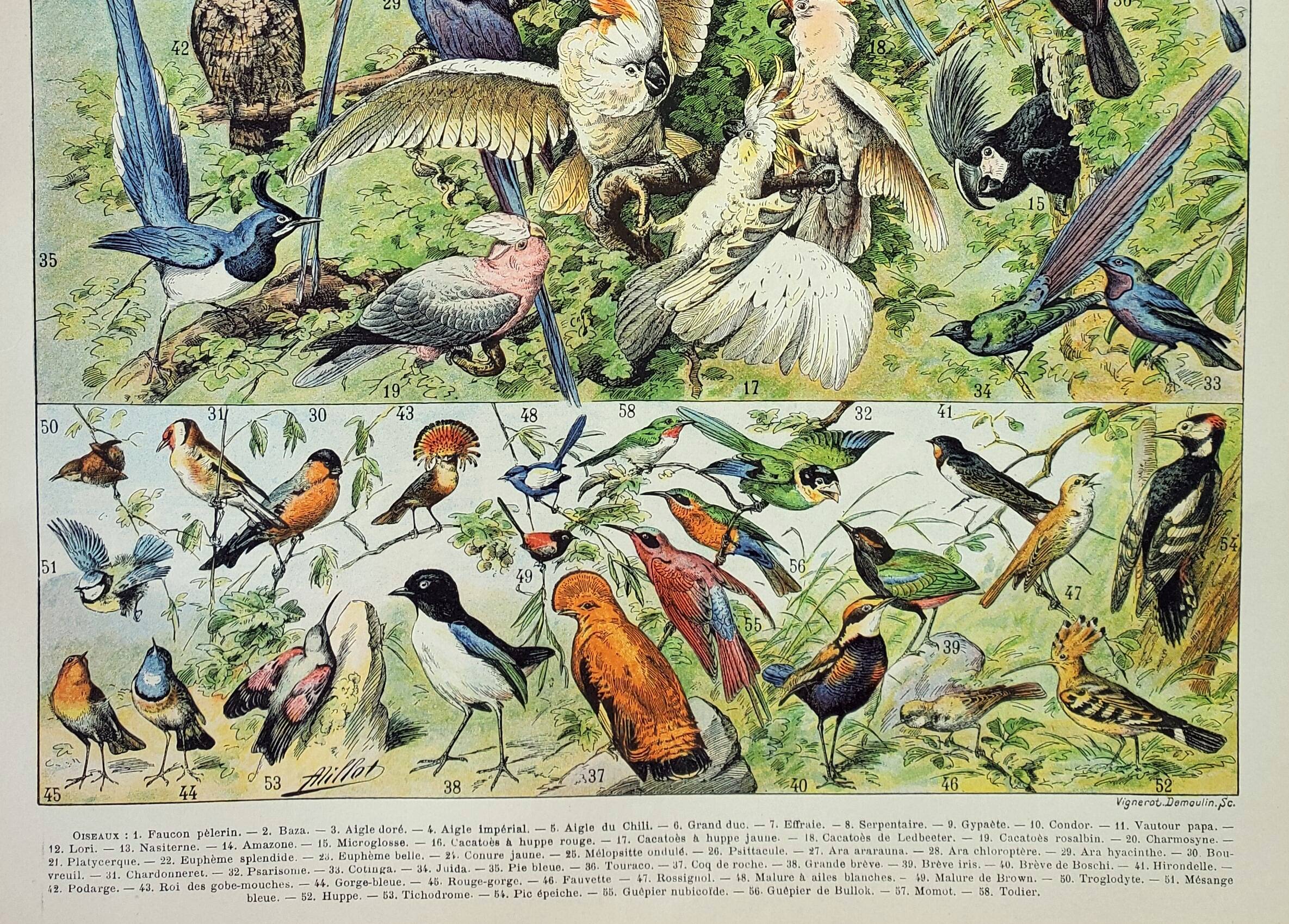 Gravure ancienne 1898, Oiseaux 1: espèces, rapaces • Lithographie, Planche originale