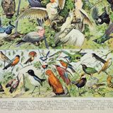 Old engraving 1898, Birds 1: species, raptors • Lithograph, Original plate