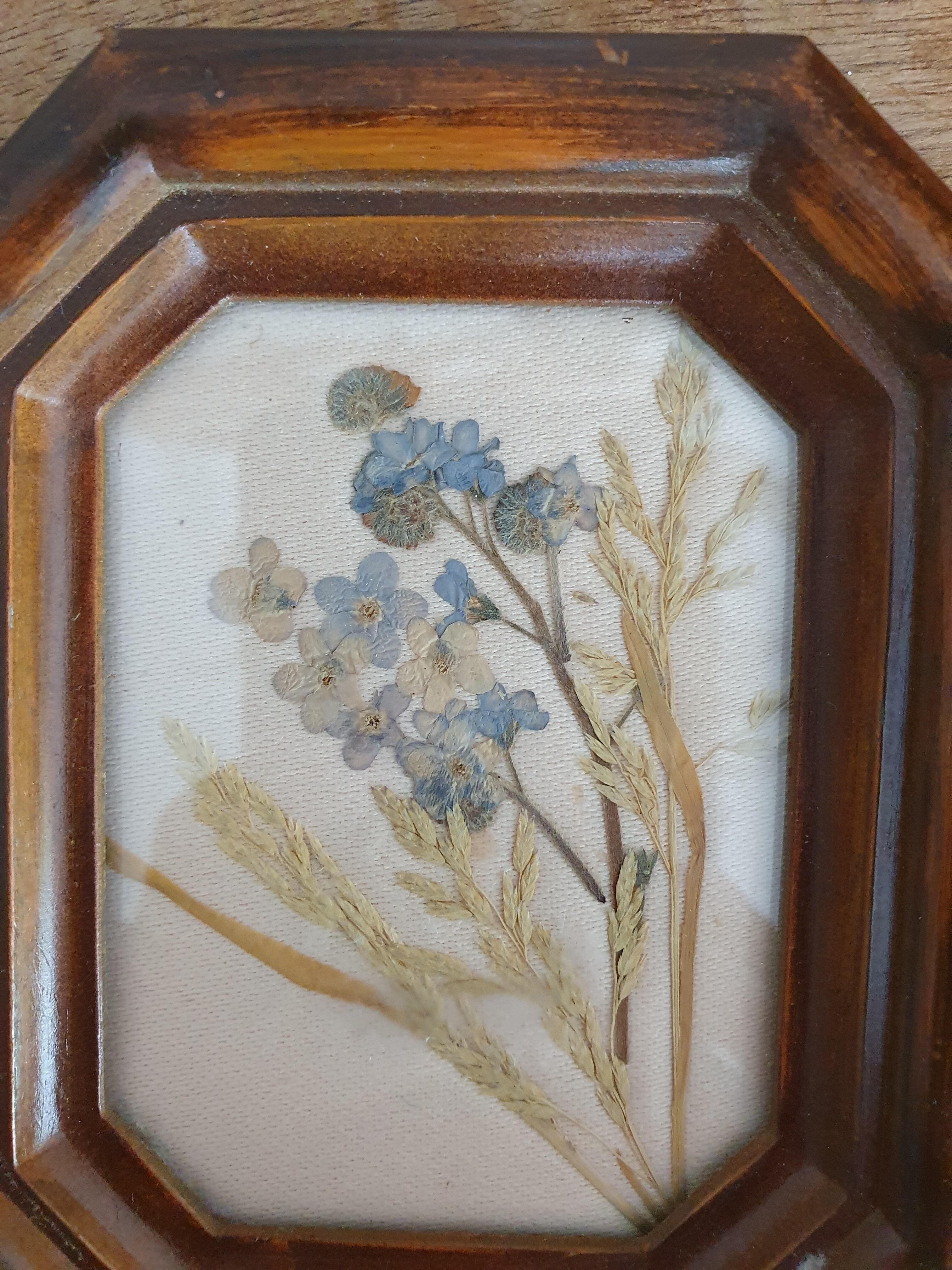 Small herbarium under frame