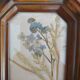 Small herbarium under frame