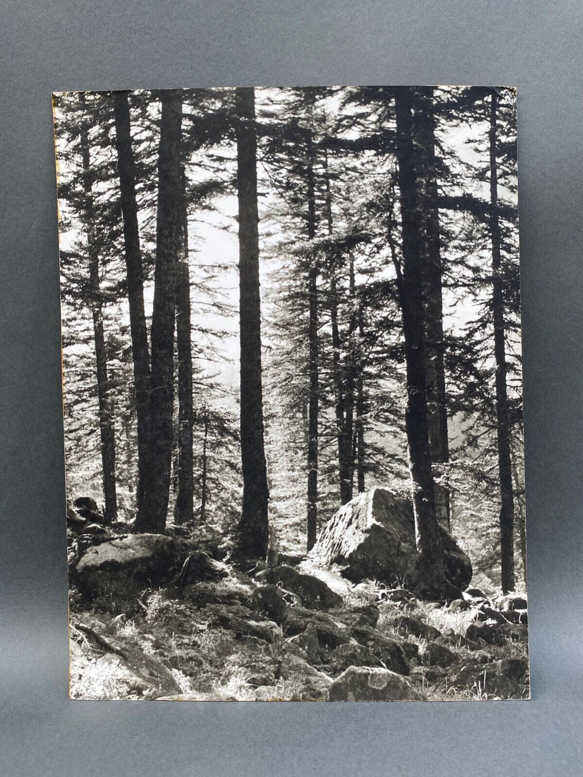 Film photography by Bernard Darot, Sun, Vosges Forest, Nantes Club
