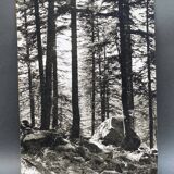Film photography by Bernard Darot, Sun, Vosges Forest, Nantes Club
