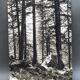 Film photography by Bernard Darot, Sun, Vosges Forest, Nantes Club
