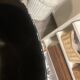 3 Shell chairs Pierre Guariche – Reissue Maisons du Monde – Black