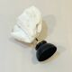 Antique natural white wave coral on wooden base Napoleon III cabinet of curiosities