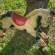 Cheval à roulettes