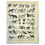 Gravure ancienne 1897 A. Millot - Chien, race, berger