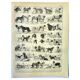 Gravure ancienne 1897 A. Millot - Chien, race, berger
