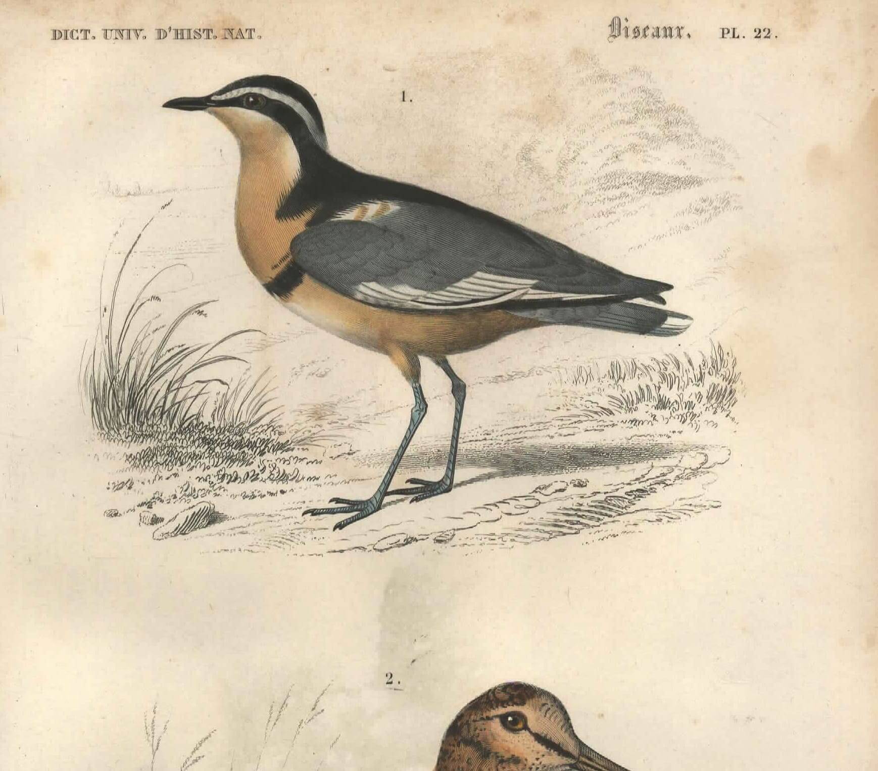 Gravure ancienne 1849 - Pluvian par , Afrique, rivage, insectivore