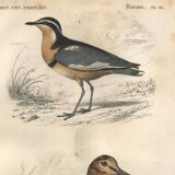 Gravure ancienne 1849 - Pluvian par , Afrique, rivage, insectivore