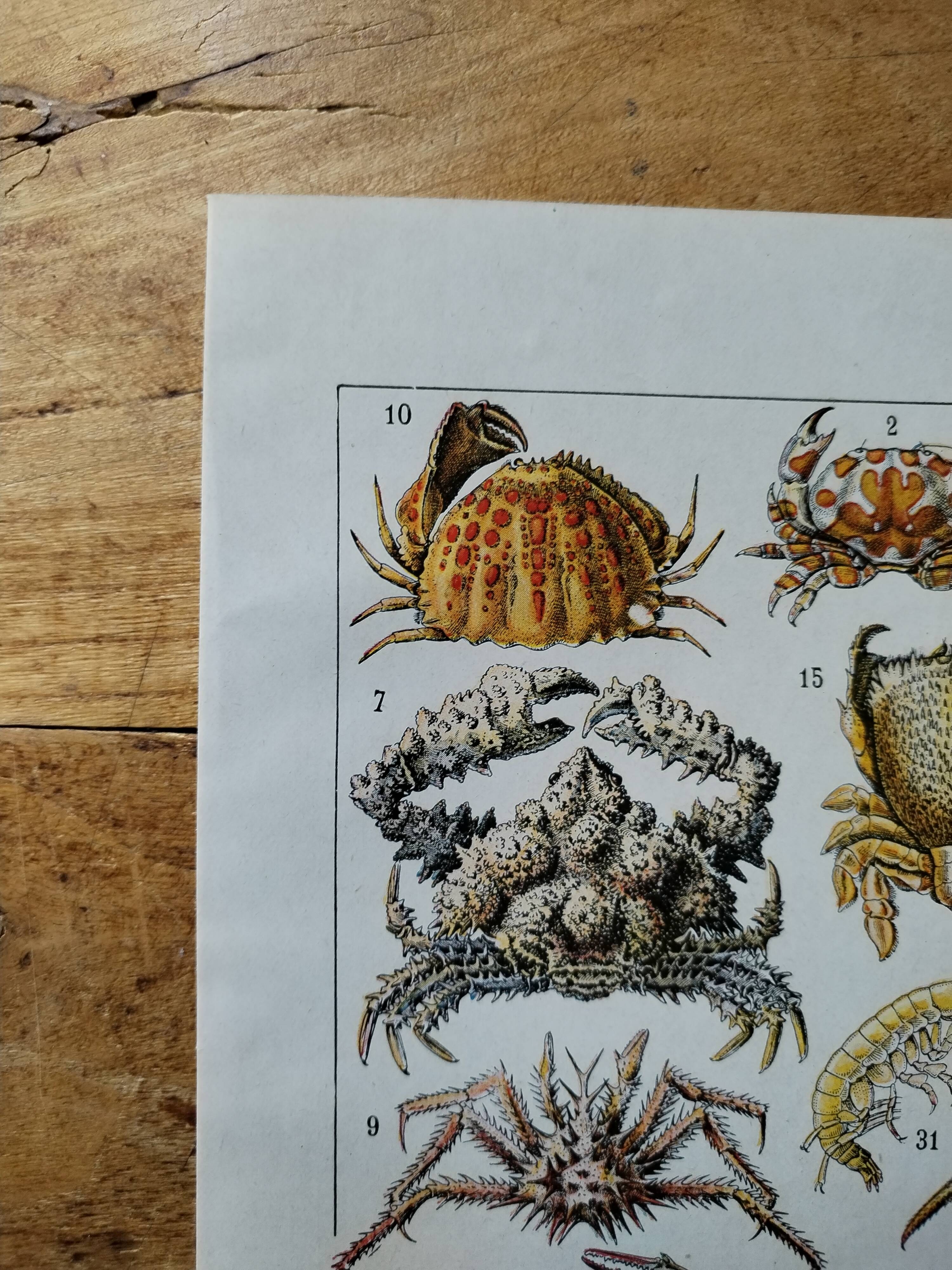 Original lithograph on crustaceans