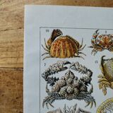 Original lithograph on crustaceans